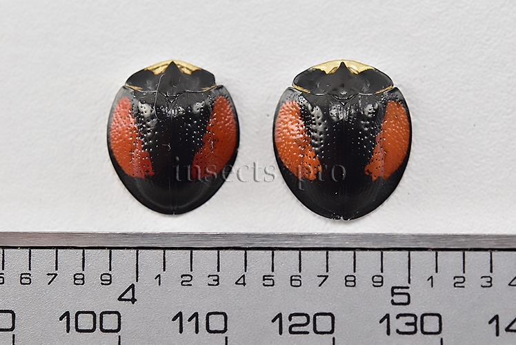 Cassidinae spp. A1 GREAT TURTLE BEETLES SET of 2 sp. - Image 2