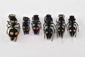 Mutillidae spp. A1  MIXED SPECIMENS SET of 6 sp.