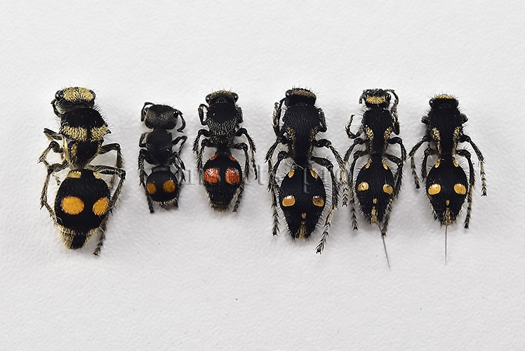 Mutillidae spp. A1 MIXED SPECIMENS SET of 6 sp.