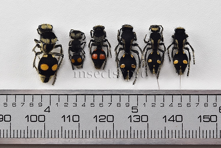 Mutillidae spp. A1 MIXED SPECIMENS SET of 6 sp. - Image 2