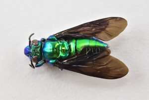 Euglossa sp. A1  BRILLIANT GREEN APIDAE