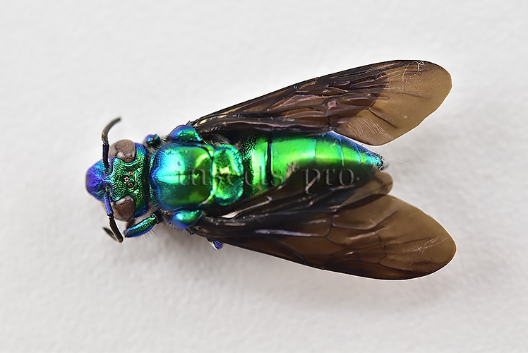 Euglossa sp. A1 BRILLIANT GREEN APIDAE