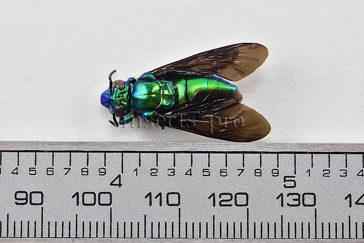 Euglossa sp. A1 BRILLIANT GREEN APIDAE - Image 2