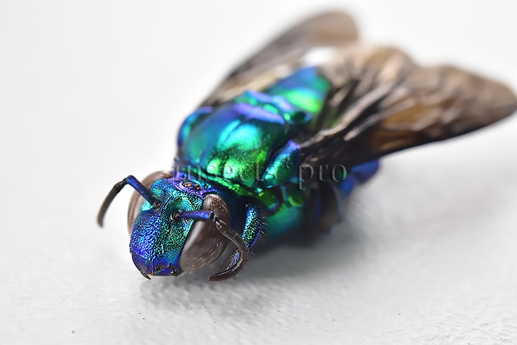 Euglossa sp. A1 BRILLIANT GREEN APIDAE - Image 3