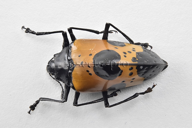 Gibbifer sp. A1 SPECIAL SPECIMEN 29mm - Image 2