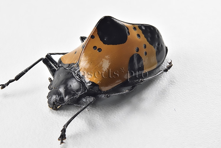 Gibbifer sp. A1 SPECIAL SPECIMEN 29mm