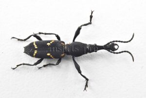 Brentidae spp. A1  21mm