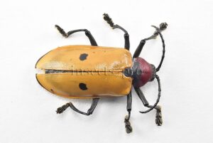 Alurnus sp. A1  31mm