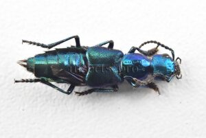 Staphylinidae spp. A1  20mm