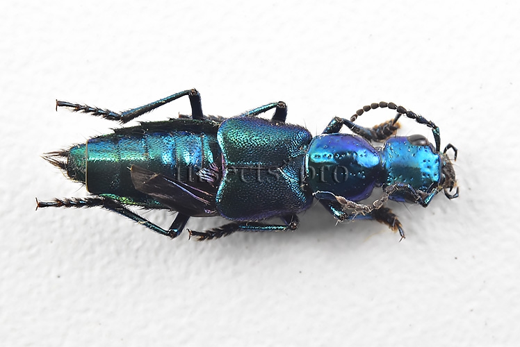 Staphylinidae spp. A1 20mm
