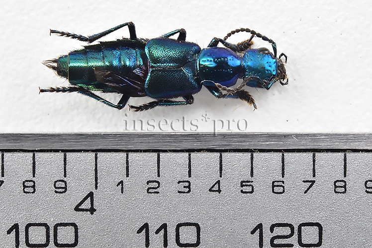 Staphylinidae spp. A1 20mm - Image 2
