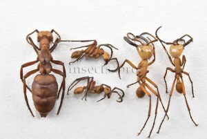 Eciton hamatum A1 ♂♀ QUEEN SOLDIERS WORKERS SET of 5 sp.