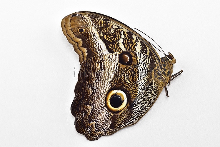 Caligo suzanna A1 ♂ - Image 2