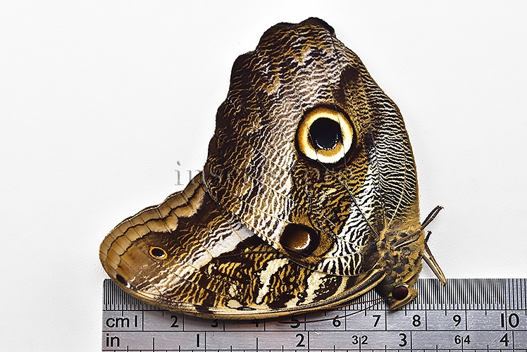 Caligo suzanna A1 ♂ - Image 3
