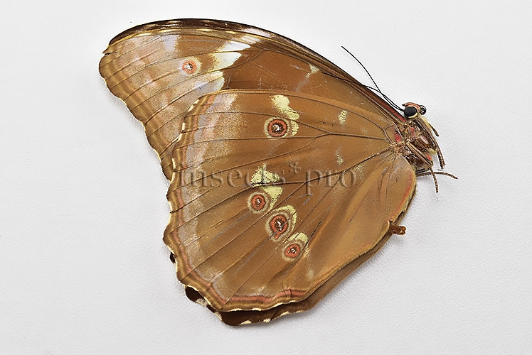 Morpho menelaus huebneri ♀ - Image 2