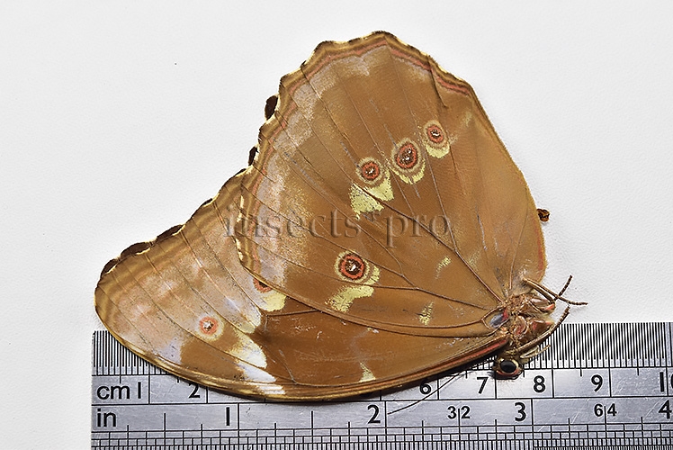 Morpho menelaus huebneri ♀ - Image 3