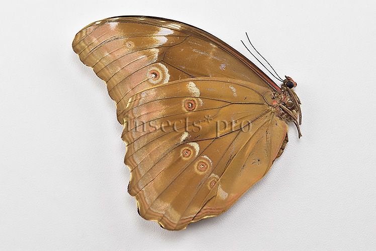 Morpho menelaus huebneri ♀ - Image 2