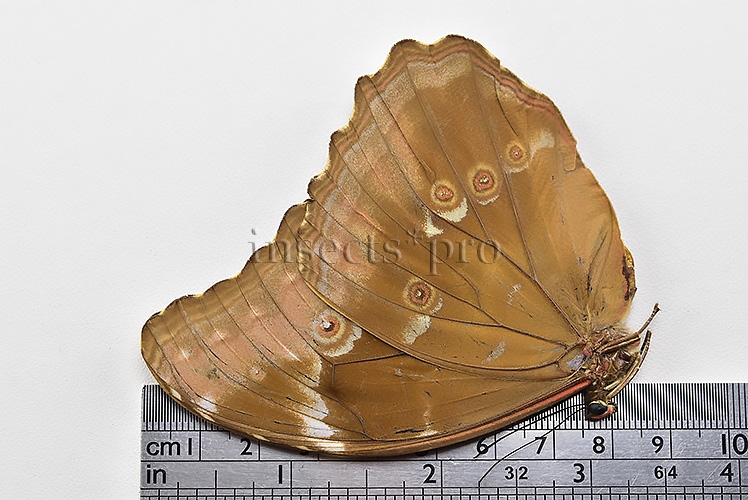 Morpho menelaus huebneri ♀ - Image 3