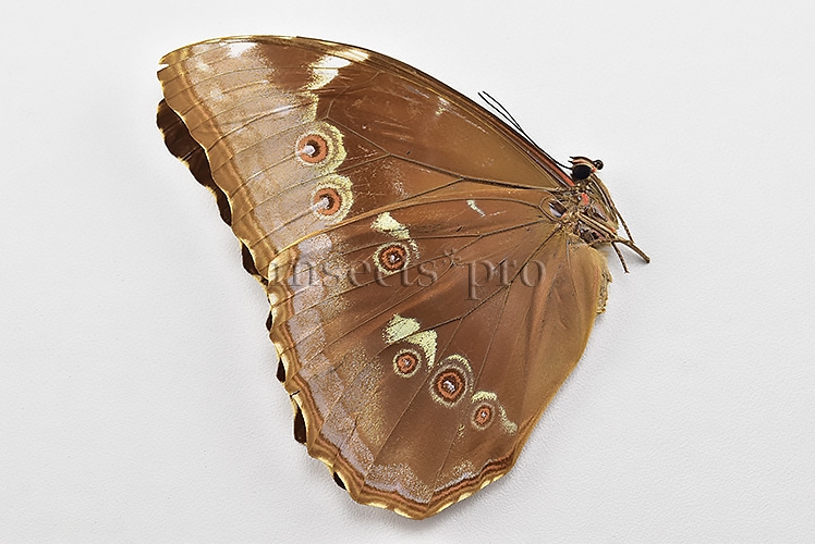 Morpho menelaus huebneri ♀ - Image 2