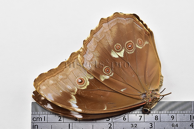 Morpho menelaus huebneri ♀ - Image 3