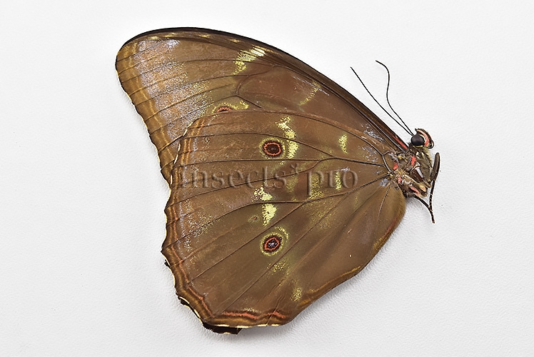 Morpho menelaus huebneri ♂ - Image 2