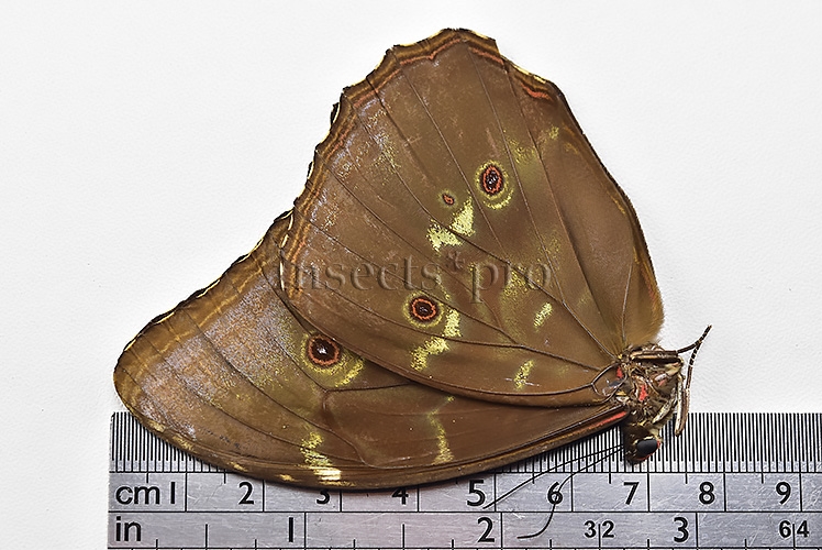 Morpho menelaus huebneri ♂ - Image 3