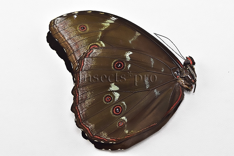 Morpho menelaus occidentalis A1 ♂ - Image 2