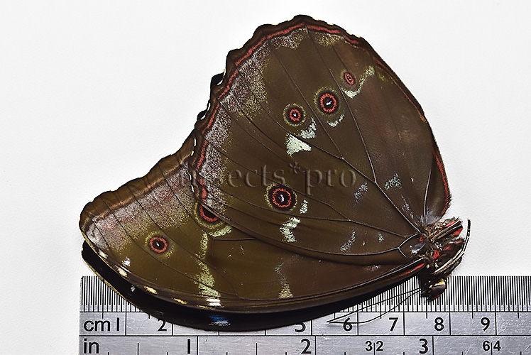 Morpho menelaus occidentalis A1 ♂ - Image 3