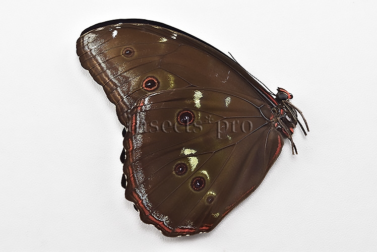 Morpho menelaus occidentalis A1 ♂ - Image 2