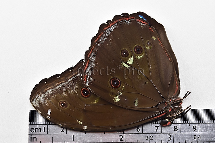 Morpho menelaus occidentalis A1 ♂ - Image 3