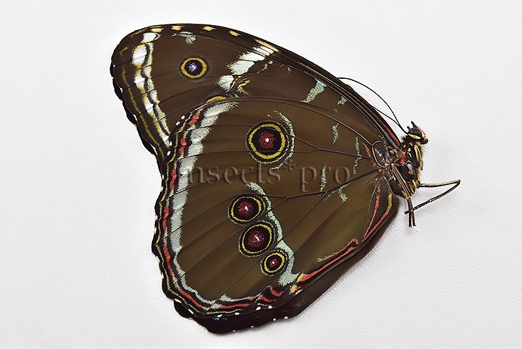 Morpho helenor helenor A1 ♂ - Image 2