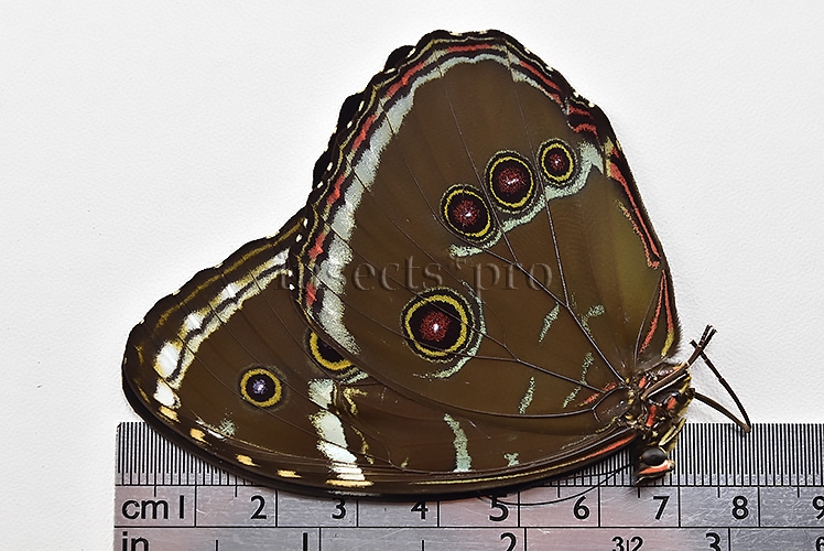 Morpho helenor helenor A1 ♂ - Image 3