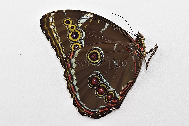 Morpho helenor helenor A1 ♂ - Image 2