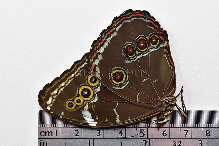 Morpho helenor helenor A1 ♂ - Image 3