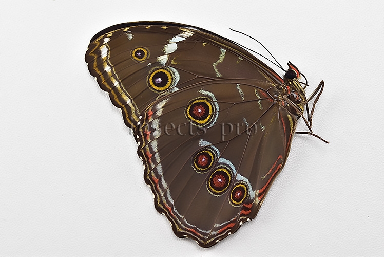 Morpho helenor helenor A1 ♂ - Image 2