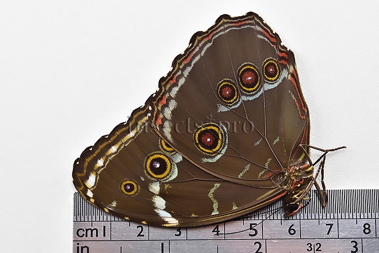Morpho helenor helenor A1 ♂ - Image 3