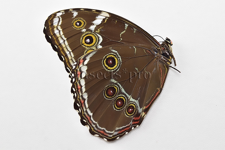 Morpho helenor helenor ♀ - Image 2