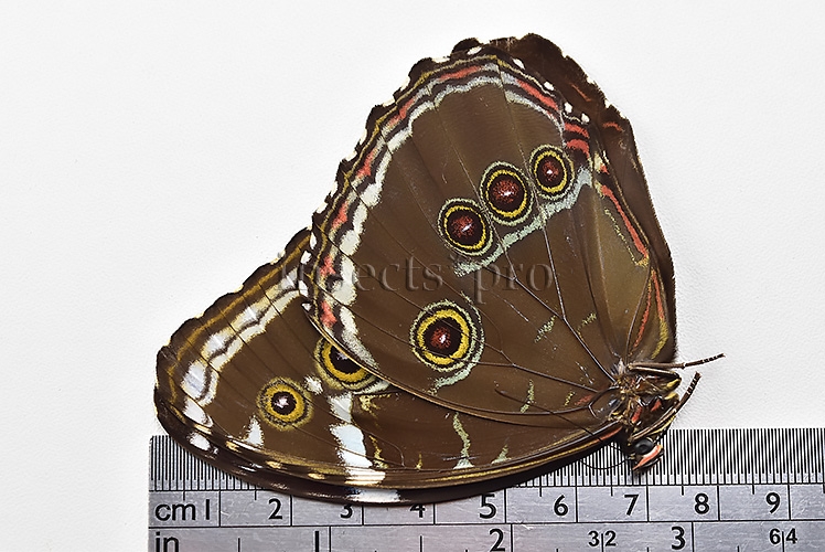 Morpho helenor helenor ♀ - Image 3