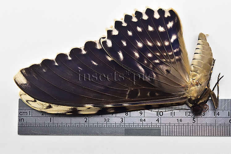 :::BULK SALE:::: Thysania agrippina A1 ♂♀ LARGE MOTH