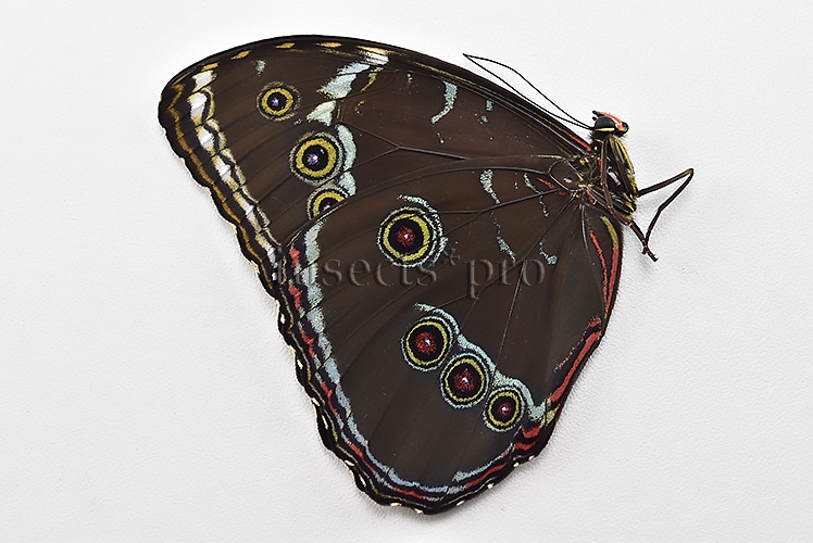 Morpho helenor theodorus A1 ♂ - Image 2