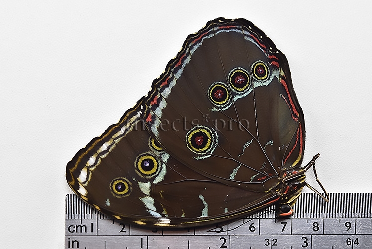 Morpho helenor theodorus A1 ♂ - Image 3