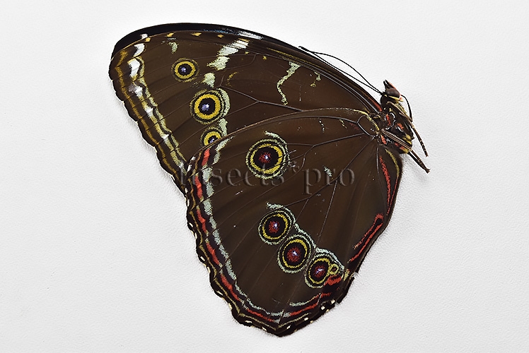 Morpho helenor theodorus ♂ - Image 2