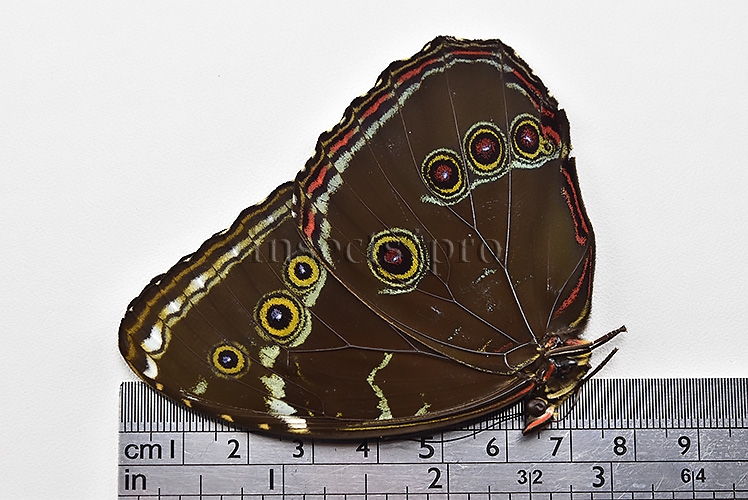 Morpho helenor theodorus ♂ - Image 3