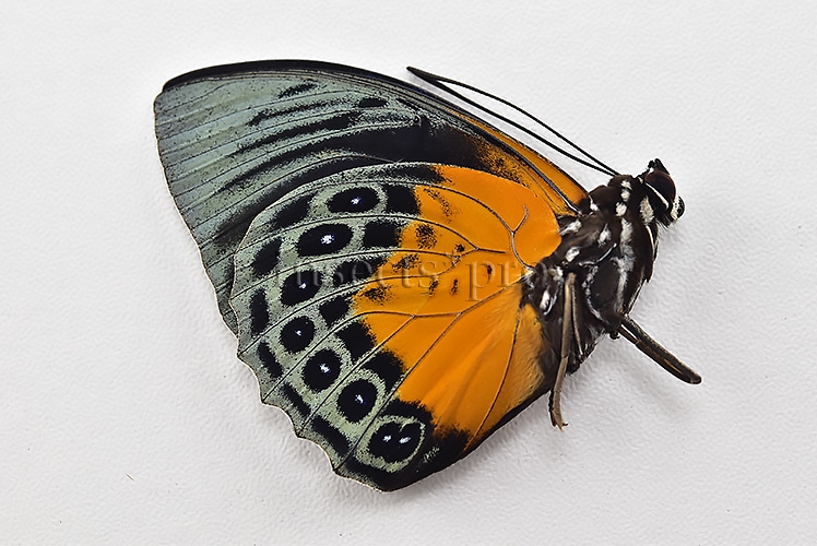 Agrias beata stuarti A1 ♂ - Image 2