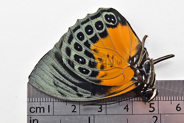 Agrias beata stuarti A1 ♂ - Image 3