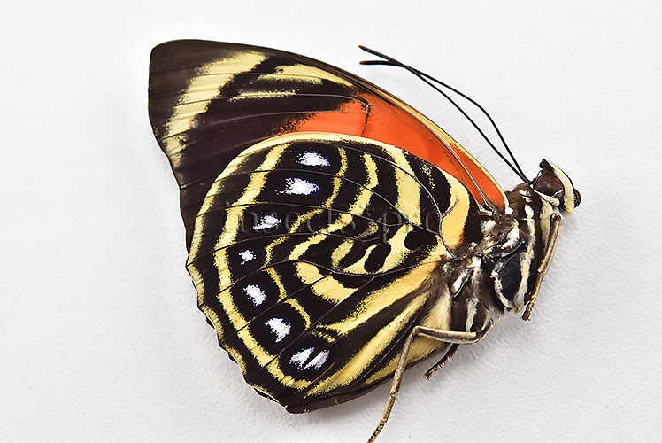 Agrias amydon amydonius ♂ - Image 2