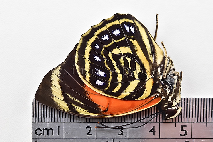 Agrias amydon amydonius ♂ - Image 3