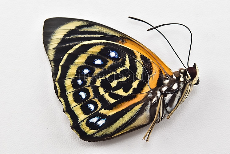 Agrias pericles mauensis A1 ♂ GREENISH SPECIMEN - Image 2