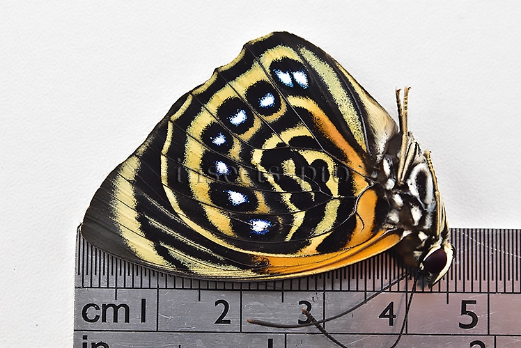 Agrias pericles mauensis A1 ♂ GREENISH SPECIMEN - Image 3