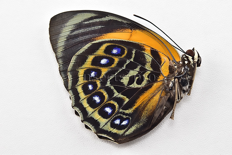 Agrias phalcidon excelsior f. viridifasciata ♀ EXTREME FORM - Image 2